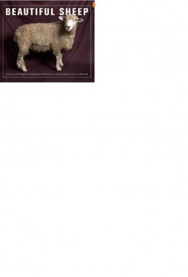 beautifulsheep2.JPG
