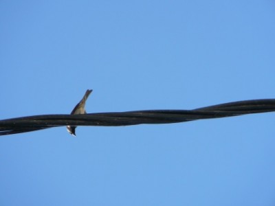 Bird on the wire.jpg