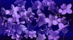violets from v i o l e t x x x x x xxx x.jpeg