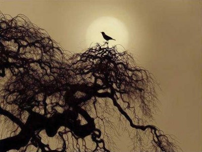 Foggy morning starling.jpg