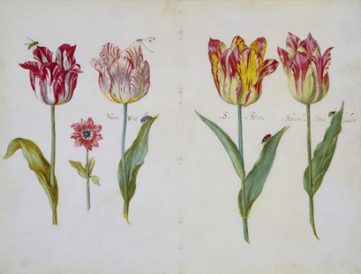 Page from a Tulip Book, Vermeer, 1640