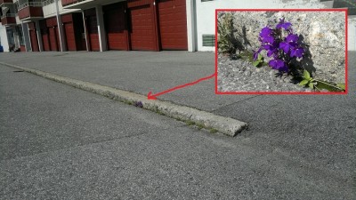 violets in asphalt.jpg