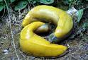 b.slugs.jpg