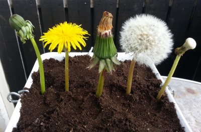 dandelions.jpg