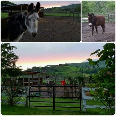 smaller donkey (500x500).jpg