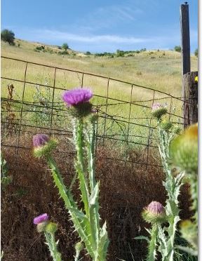 Thistle.JPG
