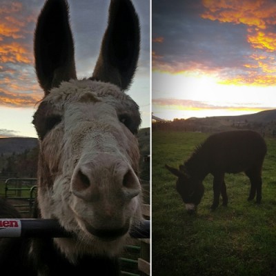 Donkey sillouette.jpg