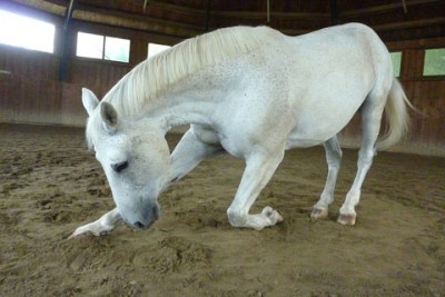 equine-curtsy-bow.jpg