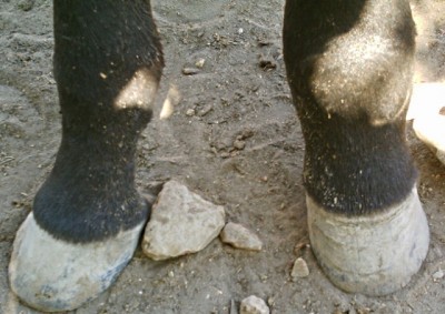 Pieds1.1.jpg
