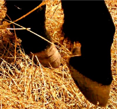 Pieds2.1.jpg