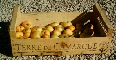 Croix de Camargue.jpg