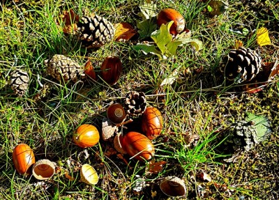squirrel food.jpg