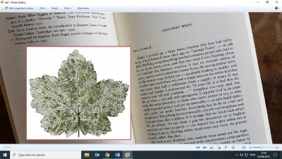 leaf.jpg