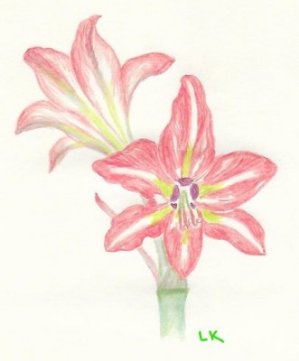 Lisa LCFan Amaryllis sketch.jpg
