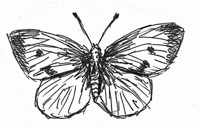 butterfly.jpg