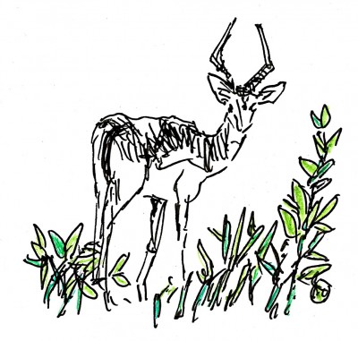 gazelle.jpg
