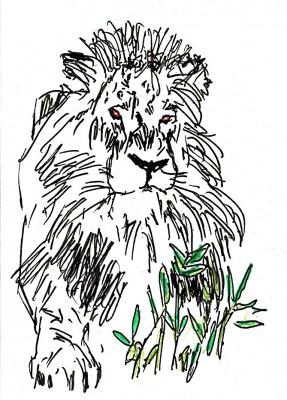 lion.jpg