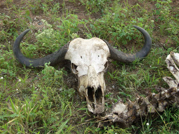 skull.jpg