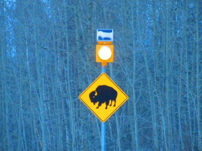 Beware Buffalo.JPG
