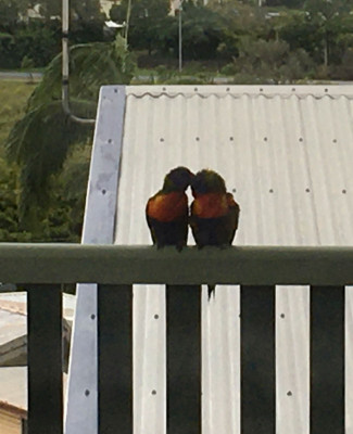 Loving Lorikeets.jpg