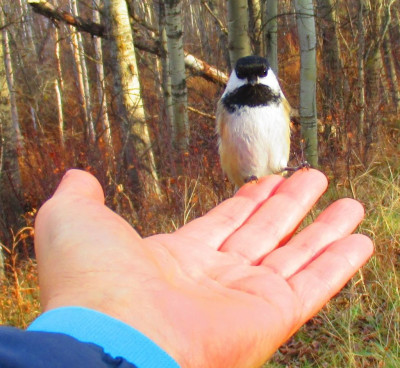 chickadee adorable.jpg