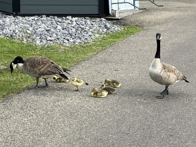 Geese at golf course.jpg