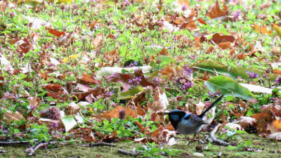 Superb Fairy Wren.jpg