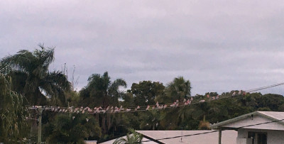 70 pink galahs IMG_0153.jpg