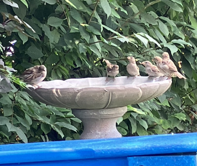 sparrows.jpg