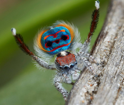 Peacock Spider 1.jpg