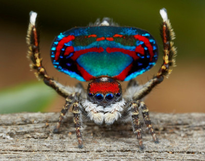 Peacock Spider 2.jpg