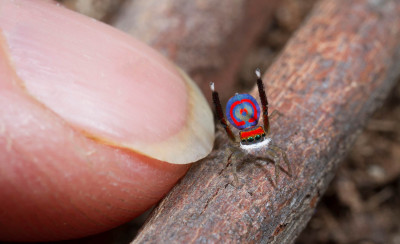 Peacock Spider Size.jpg