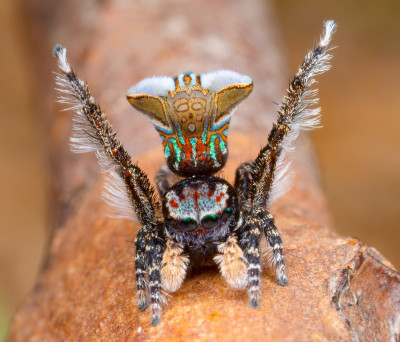 Peacock Spider 3.jpg