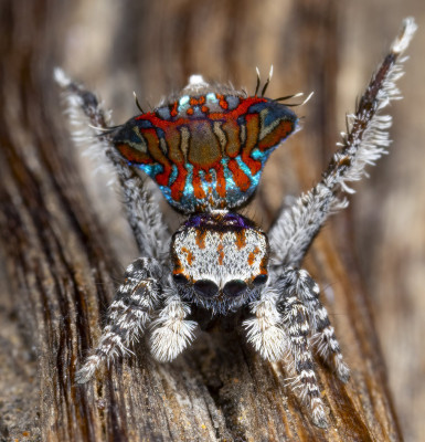 Peacock Spider 4.jpg