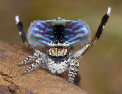Peacock Spider 5.jpg
