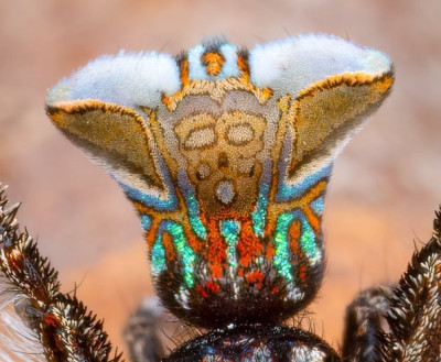 Screaming Yoda Spider.jpg