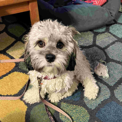 Puppy.jpg