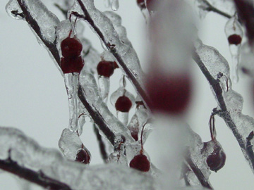 crabapple.jpg