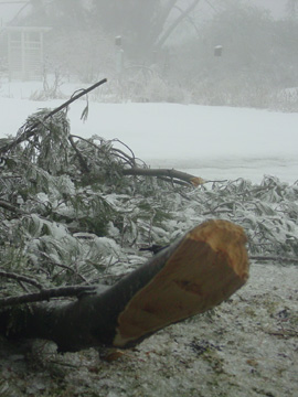 fallen.jpg