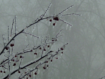 crabapple-2.jpg