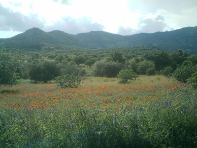 Here's one for Red Poppy...it's from my neighborhood on the mountain, near my little house