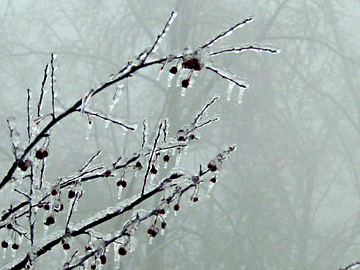 crabapple-2.jpg