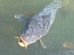 fishkey.JPG