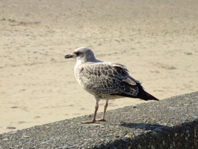 2009 September Barmouth Cohenite meeting for Snowdonia Weekend 080.JPG