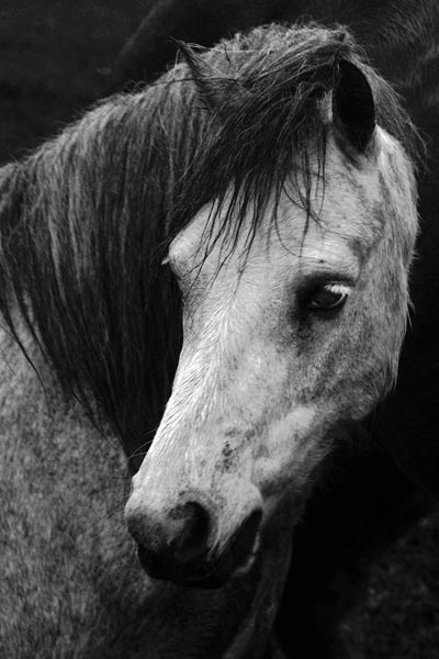 horse3s.jpg