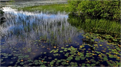 Blackwater pond.jpg