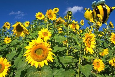sunflower-field_2523.jpg