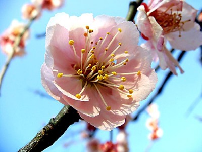 flower.jpg