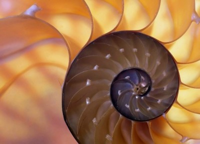 Fractal Seashell