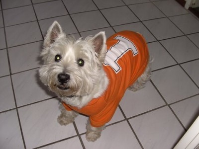 Our dog waiting for the Dutch goals